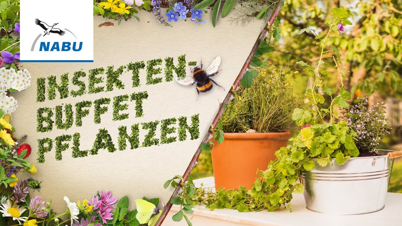 So pflanzt Ihr ein tolles Buffet für Hummel und Biene