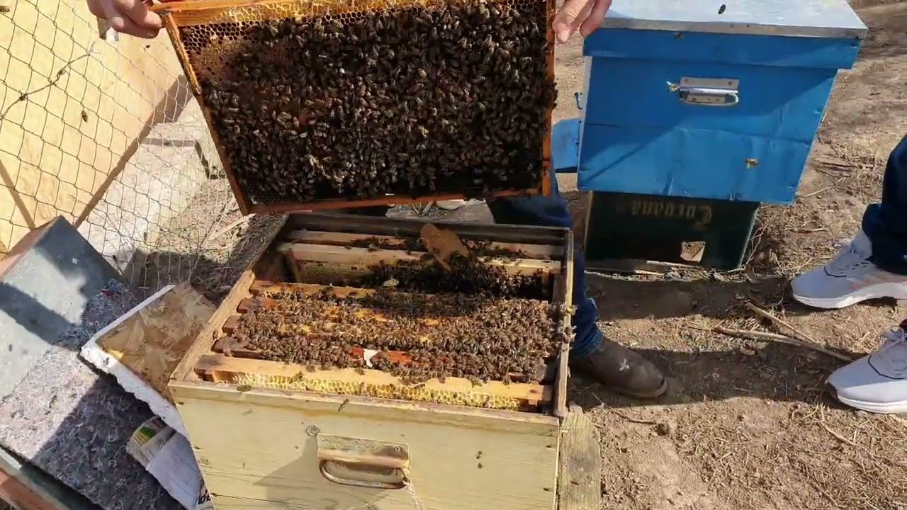 In vizită apicolă la nea Ilie Iacomi .