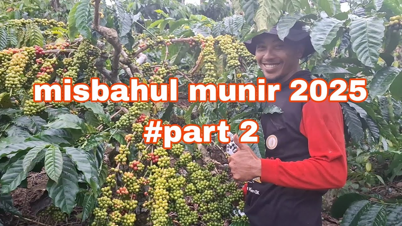 #Part 2 Buah kopi kembali meledak 2025 Simak cara perawatan misbahul munir👍👍