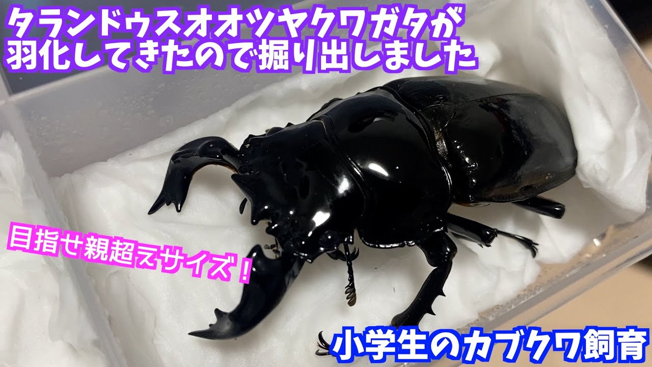 【タランドゥスオオツヤクワガタ】小学生ブリーダーの育てたタランドゥスが遂に羽化したので掘り出しました