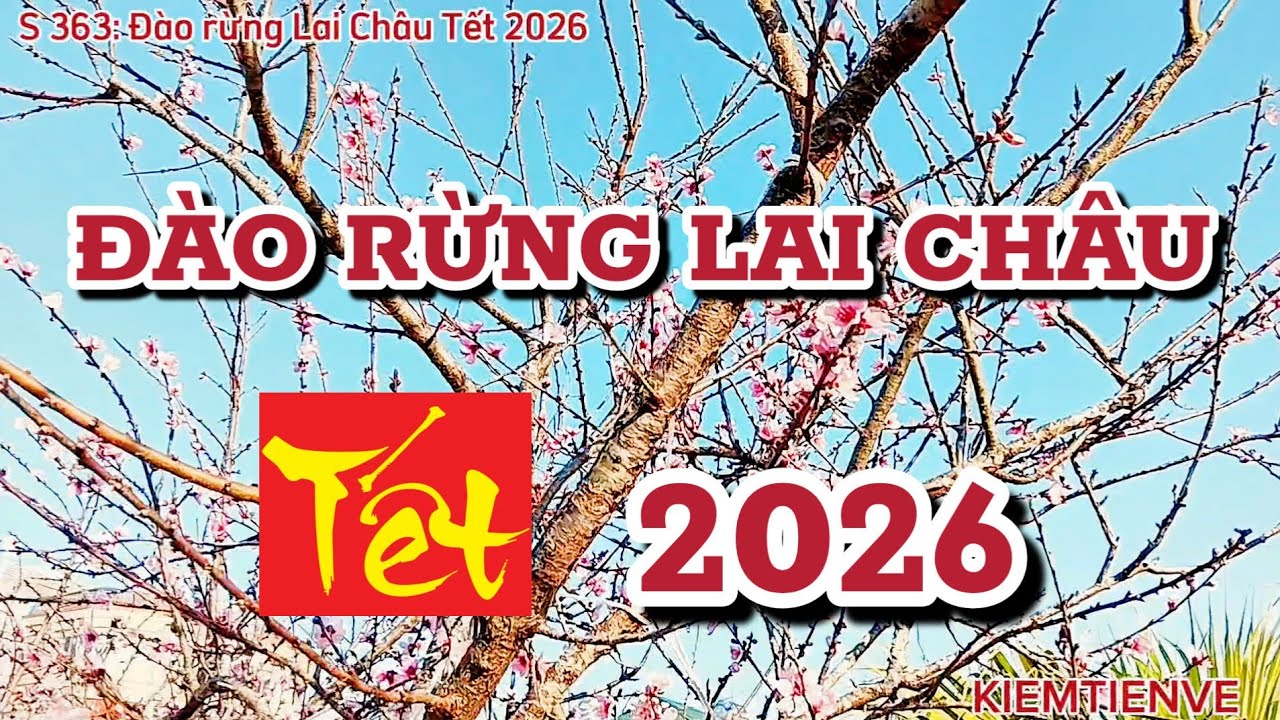 ĐÀO RỪNG LAI CHÂU TẾT 2026