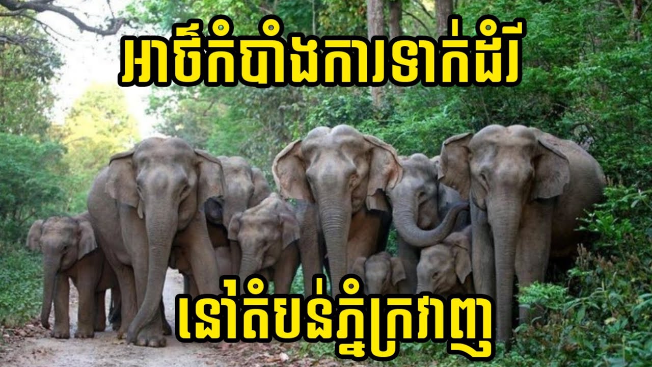 វិធីសាស្ត្រទាក់ដំរី និង តំណម | The Way To Catch The Elephant | One News Mission