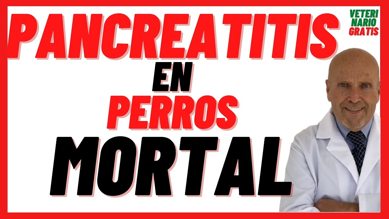 ¿QUÉ ES y CÓMO se CURA la PANCREATITIS AGUDA y CRÓNICA en PERROS? 🟢 Síntomas,Tratamiento 🟢 Es Mortal