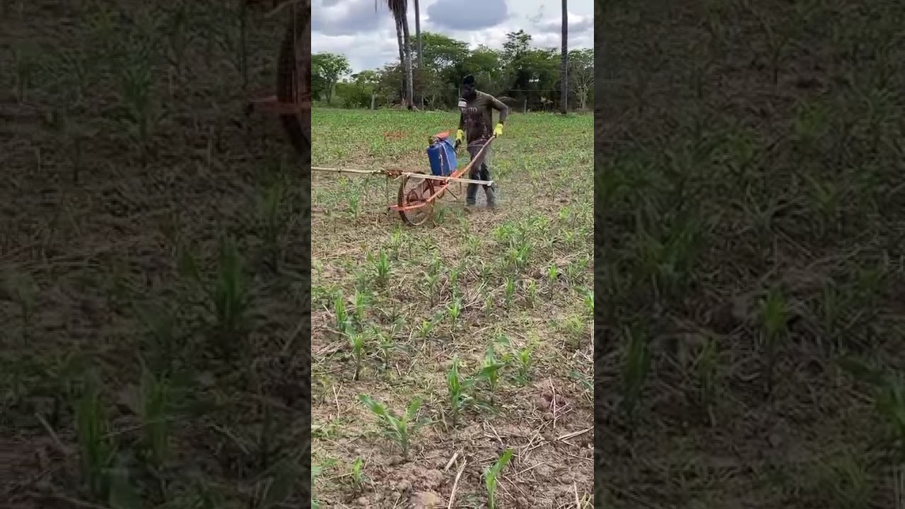 Corn plant spraying process 