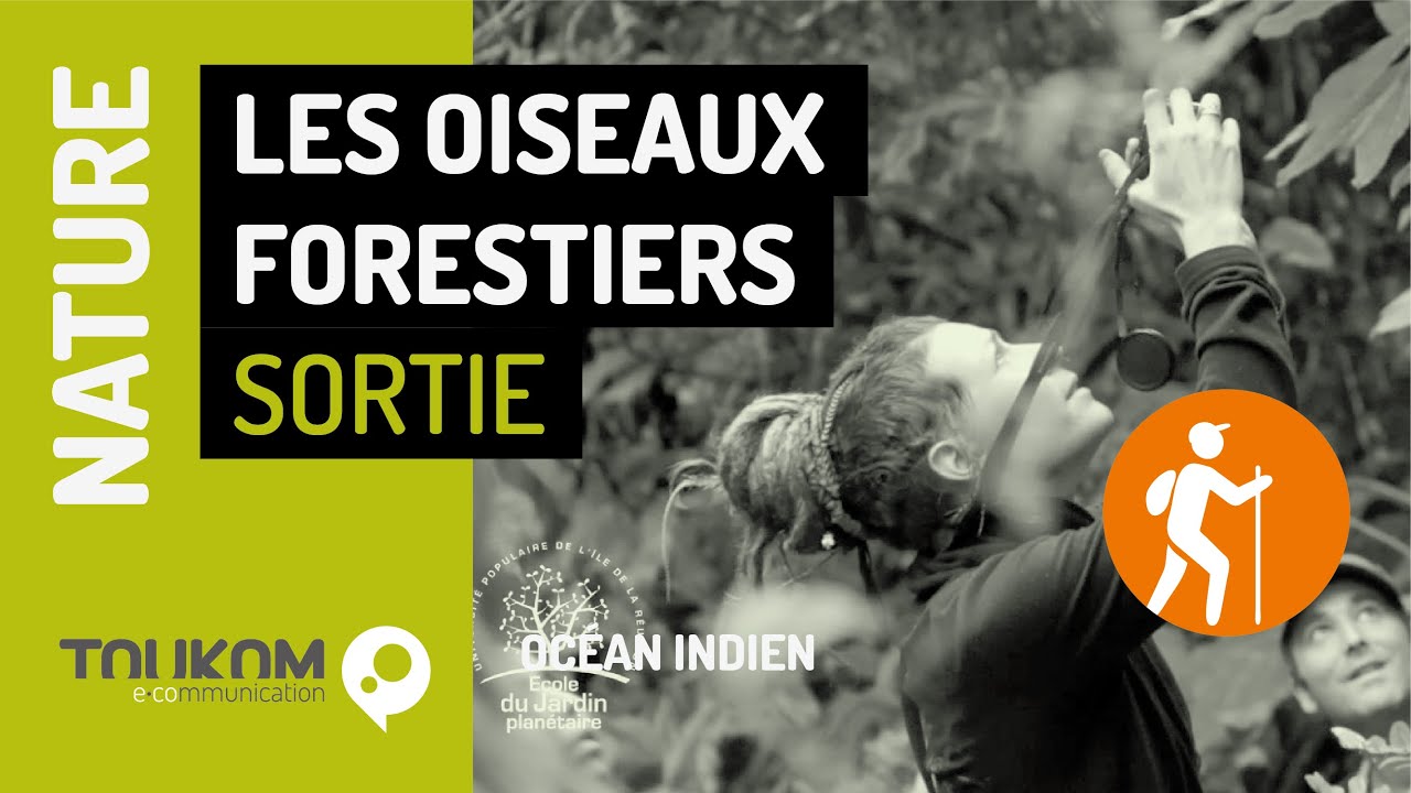 Les oiseaux forestiers de La Réunion