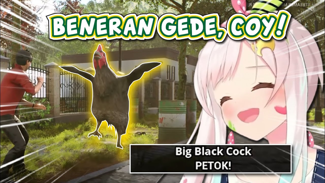 Iofi Melawan BBC (Ayam Hitam Besar)