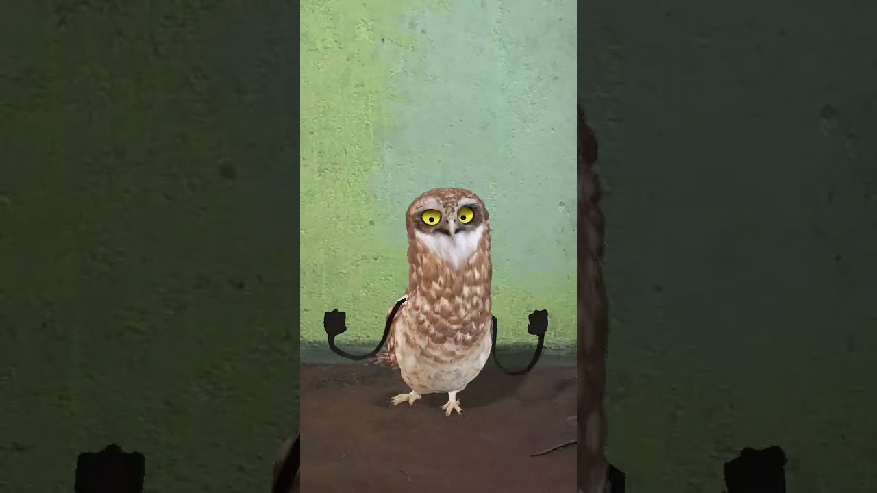 aa pache pacha aa aa