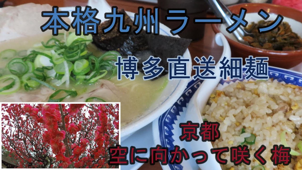 【京都 光琳の梅】博多っ子 トロうまラーメン　やきめしセット　下鴨神社　本格九州ラーメン