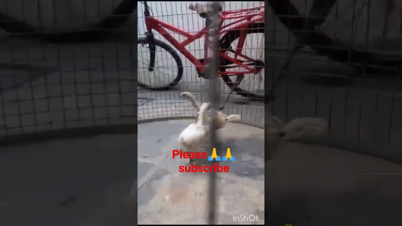 ma peru Pillallu#youtubeshorts #hen #chicks