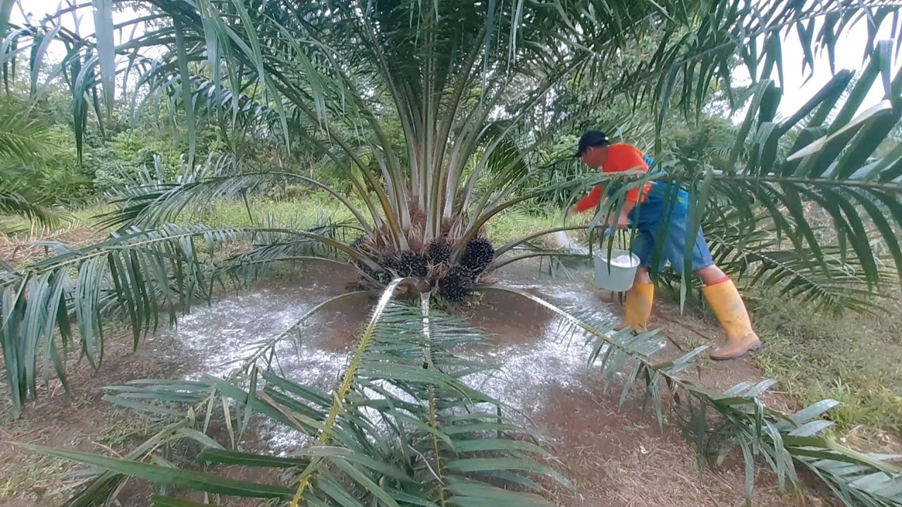 Pentingnya  Melakukan Pemupukkan Menggunakan Pupuk Dolomite