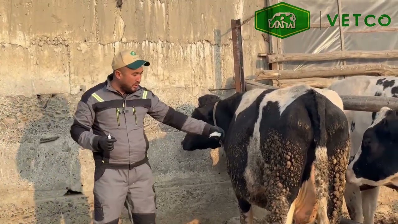 Мастинит препарати кандай кулланиши