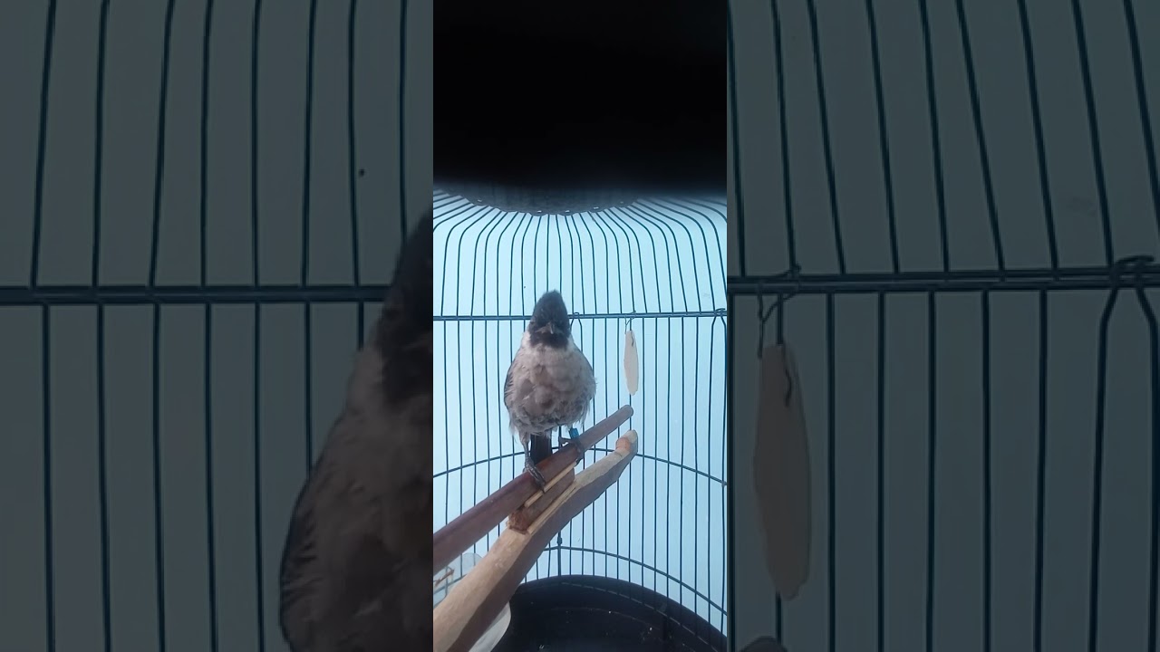 Fuuull tembakan materiii mewwwah