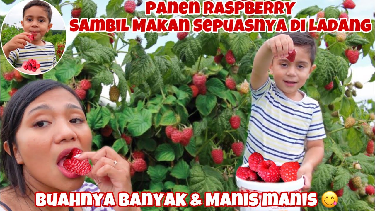 PANEN RASPBERRY LIAR DI LADANG PETANI BELANDA, DAPAT BANYAK