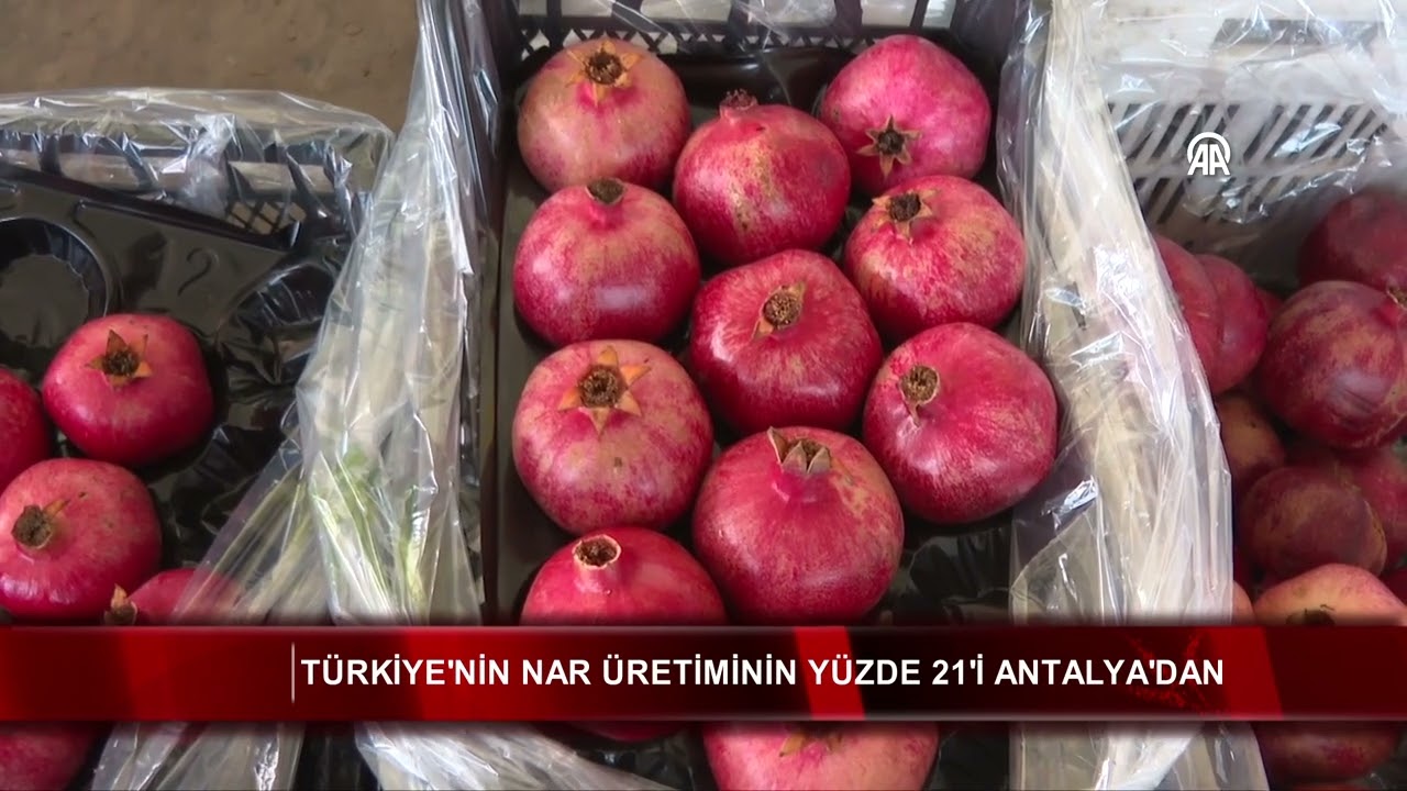 Türkiye'nin nar üretiminin yüzde 21'i Antalya'dan