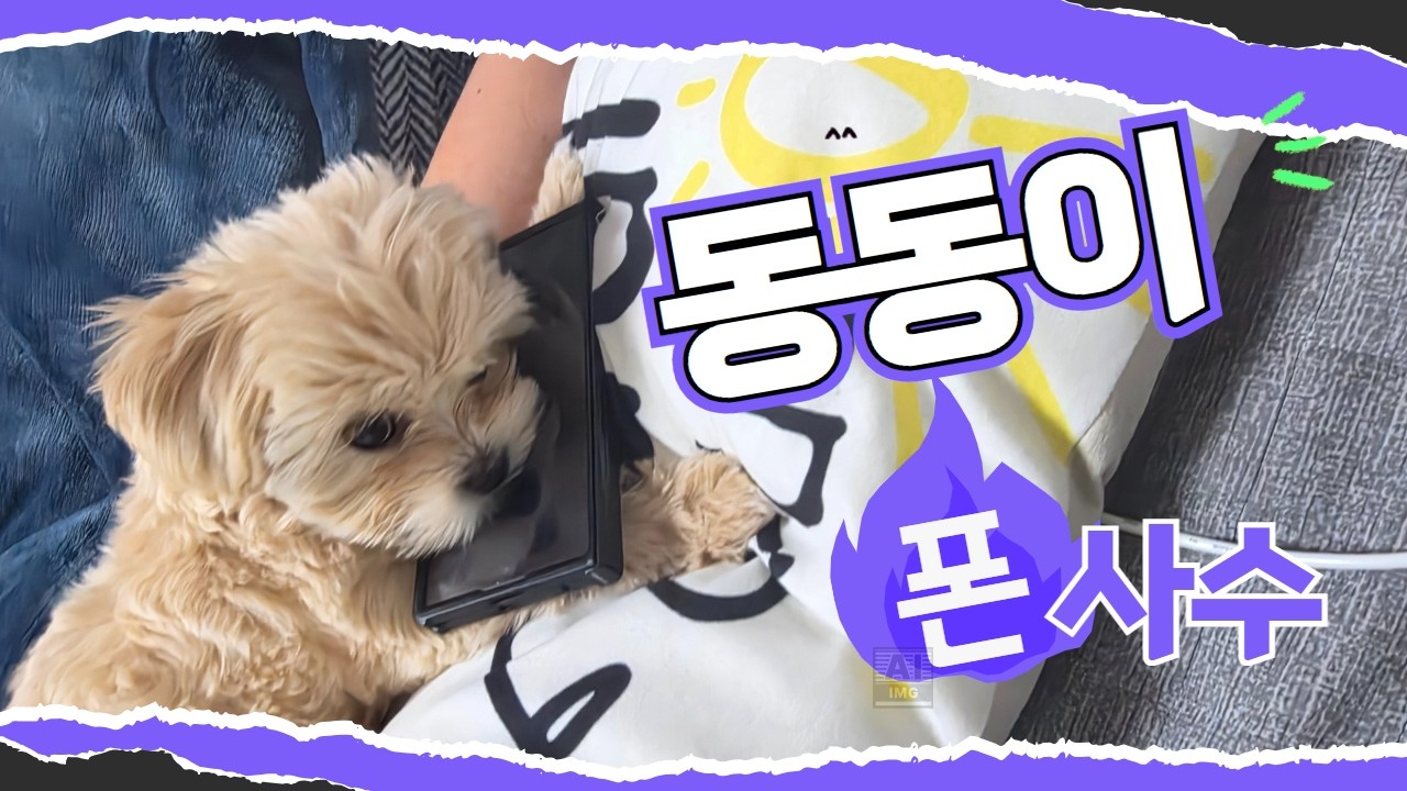 말티푸 강아지 동동이 일상! [베넷미용, 6차 접종완료]