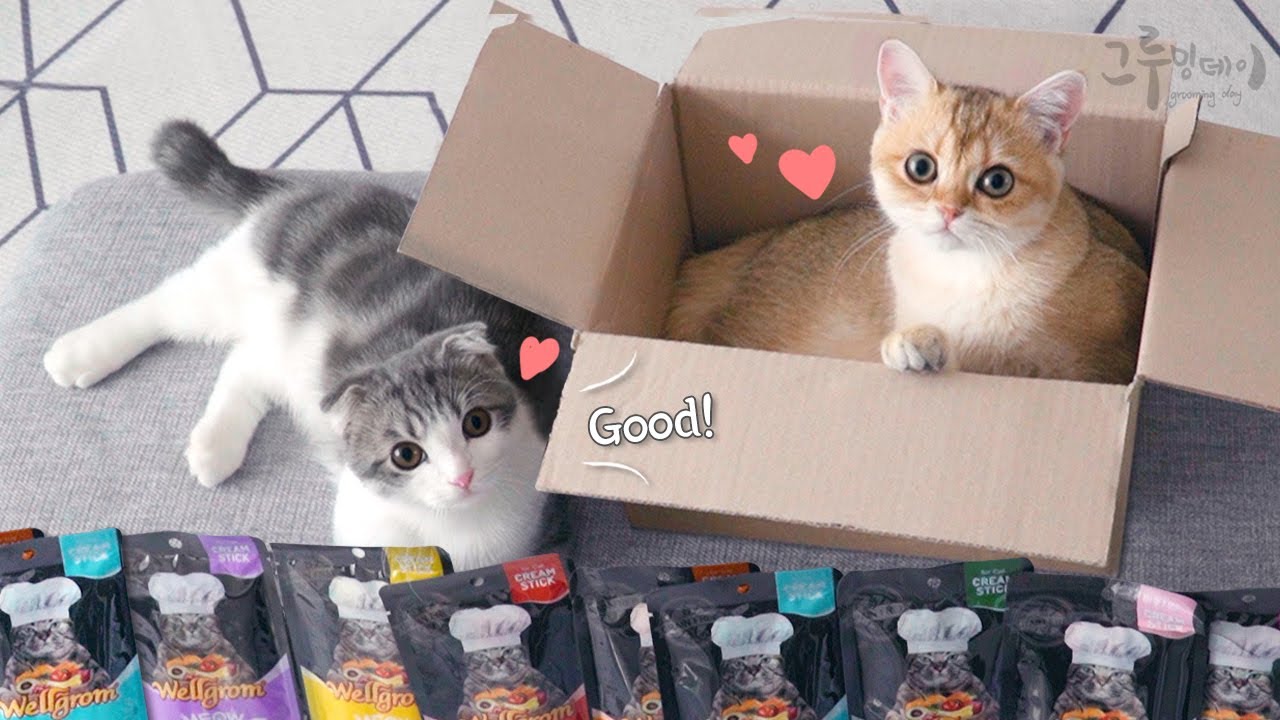 귀여운 고양이 간식 먹방 cat snacks