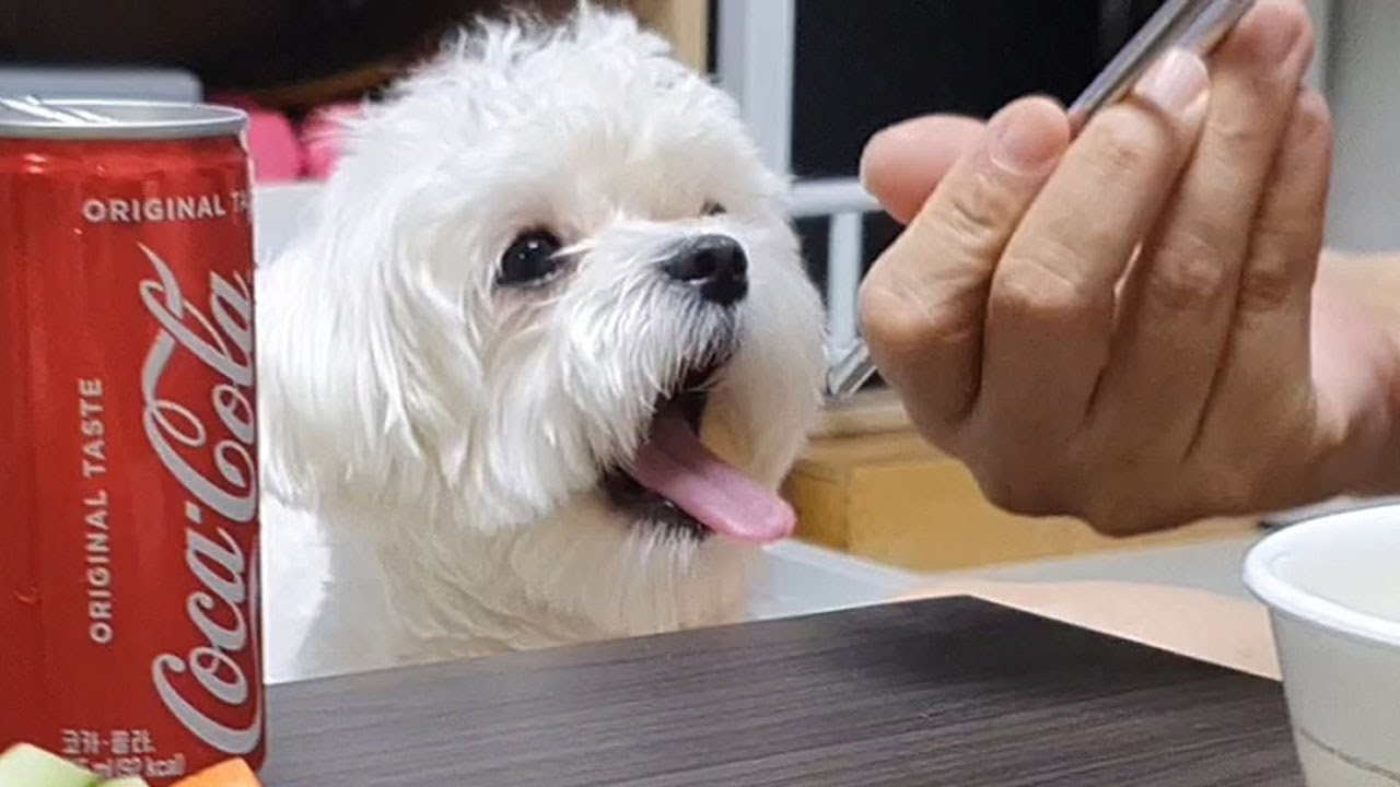강아지 앞에서 고기 구우면 안되는 이유