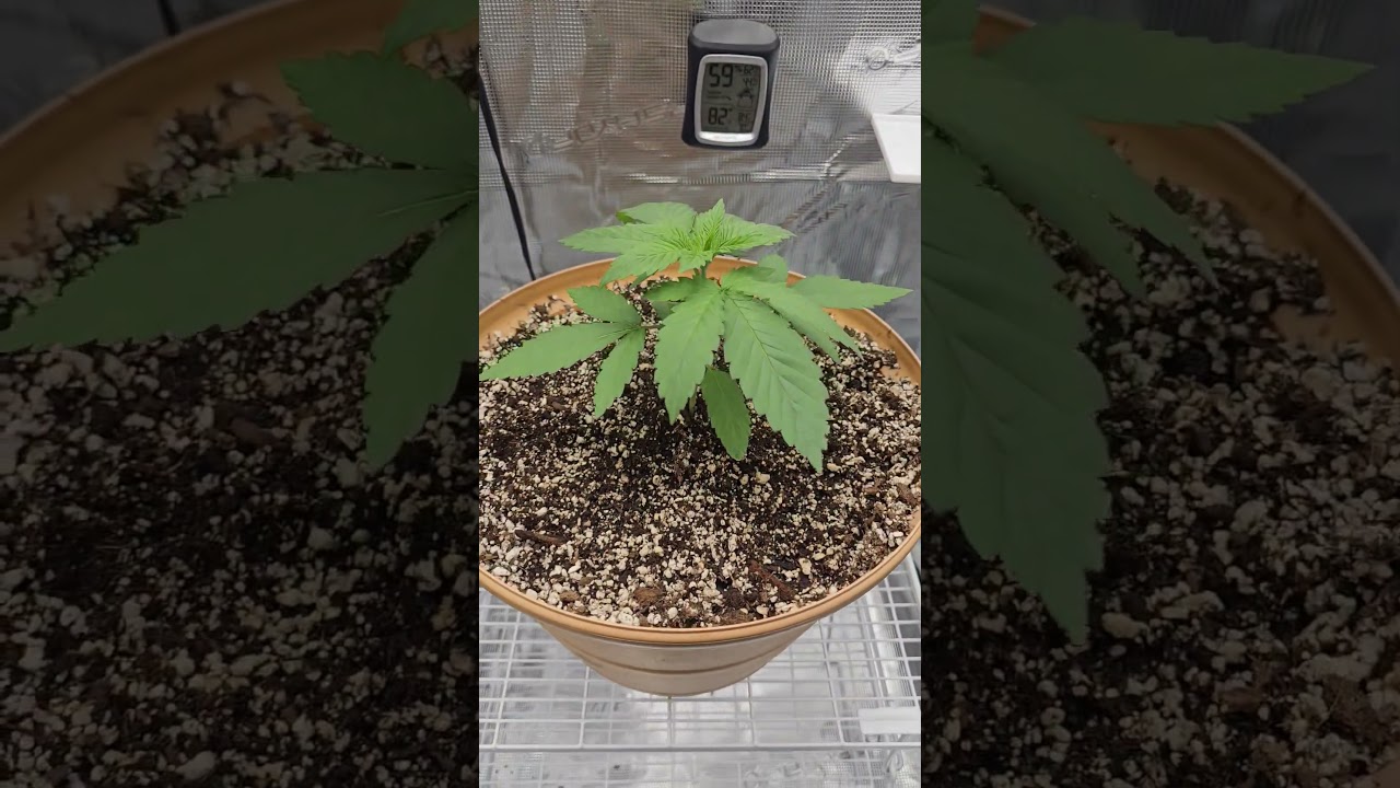 Pink Kush Barneys Farm #420 #cultivar #indica #kush #ogkush #sativa #seedtoharvest #tentcity #viral