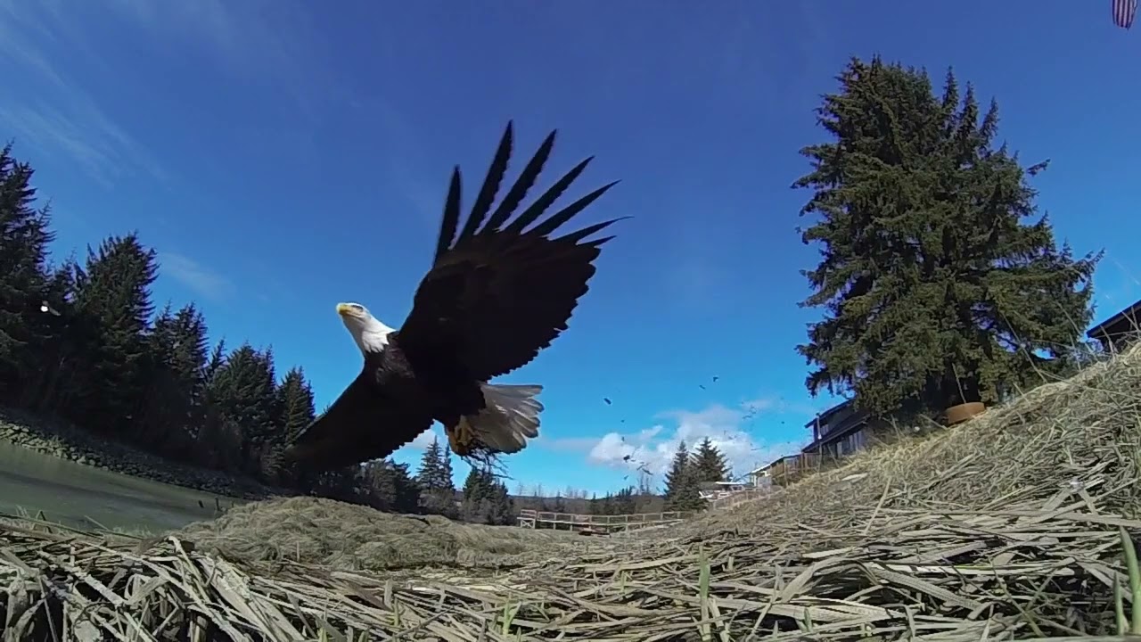 Eagles Relaxing Music