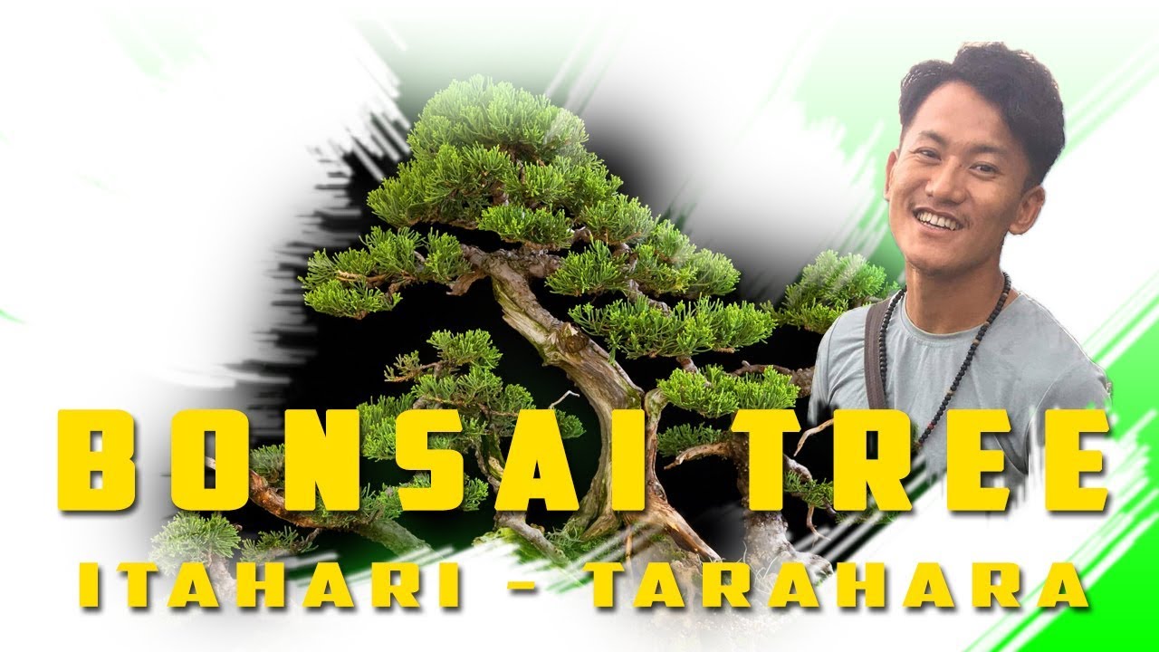 About Bonsai Tree - Itahari Tarahara Nepal