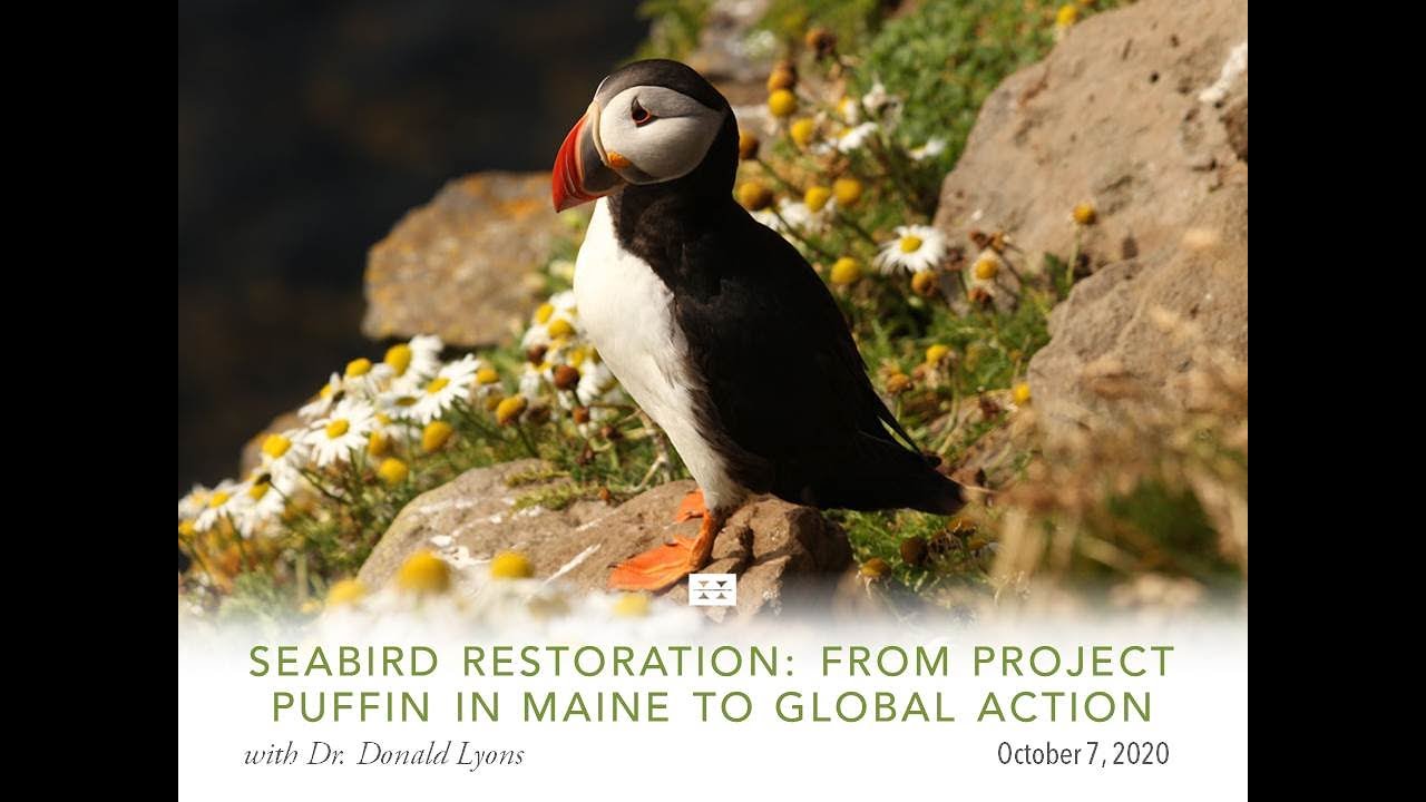 Seabird Restoration: From Project Puffin in Maine to Global Action