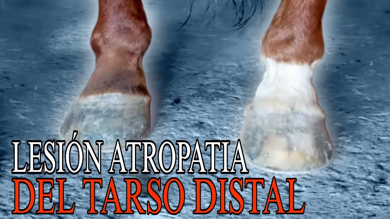 Lesión ARTROPATIA Del TARSO DISTAL en caballo 