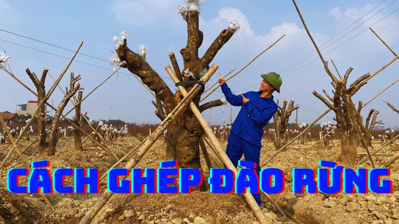 Đào Rừng Ghép Như Thế Nào?  Thời Điểm Ghép Đào Thích Hợp Nhất.