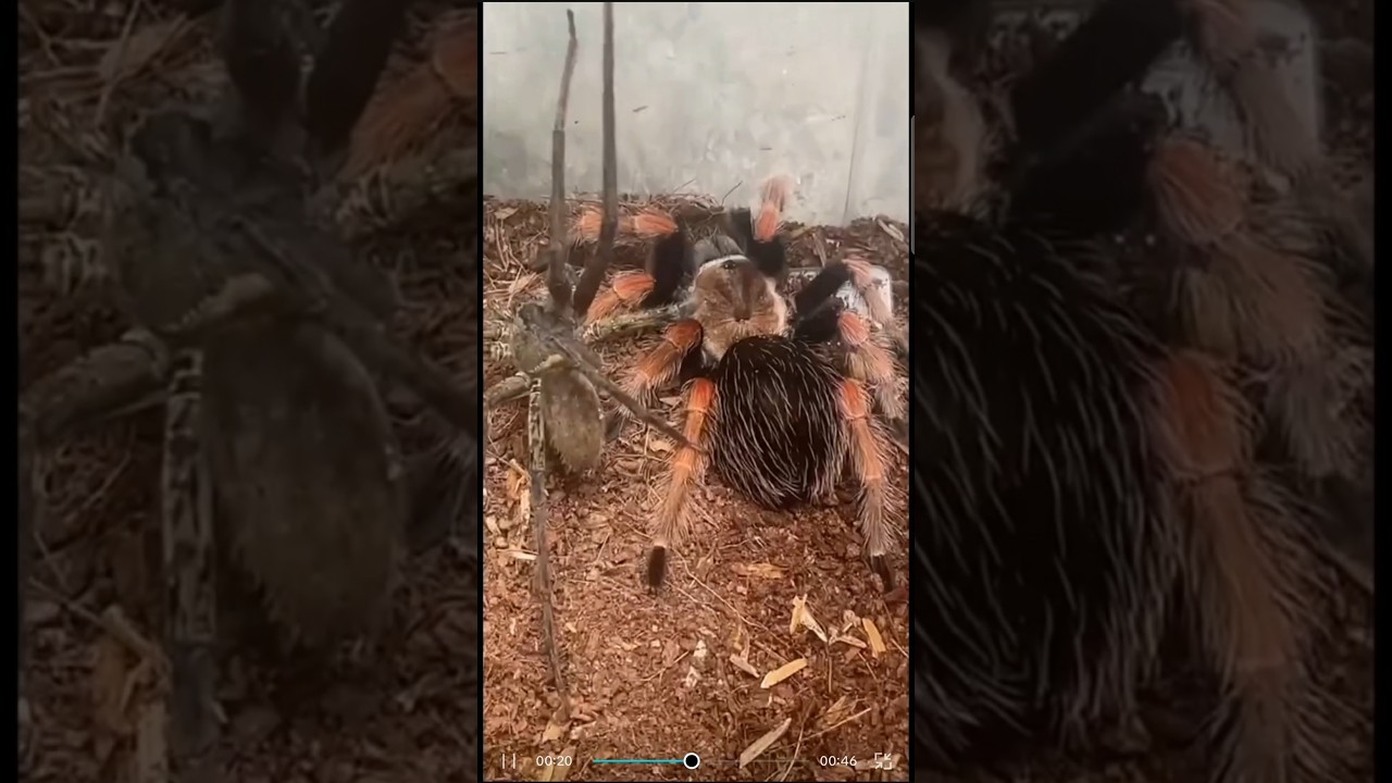 Spider vs. Tarantula #spiderman #shortvideo #shorts #fight #insects