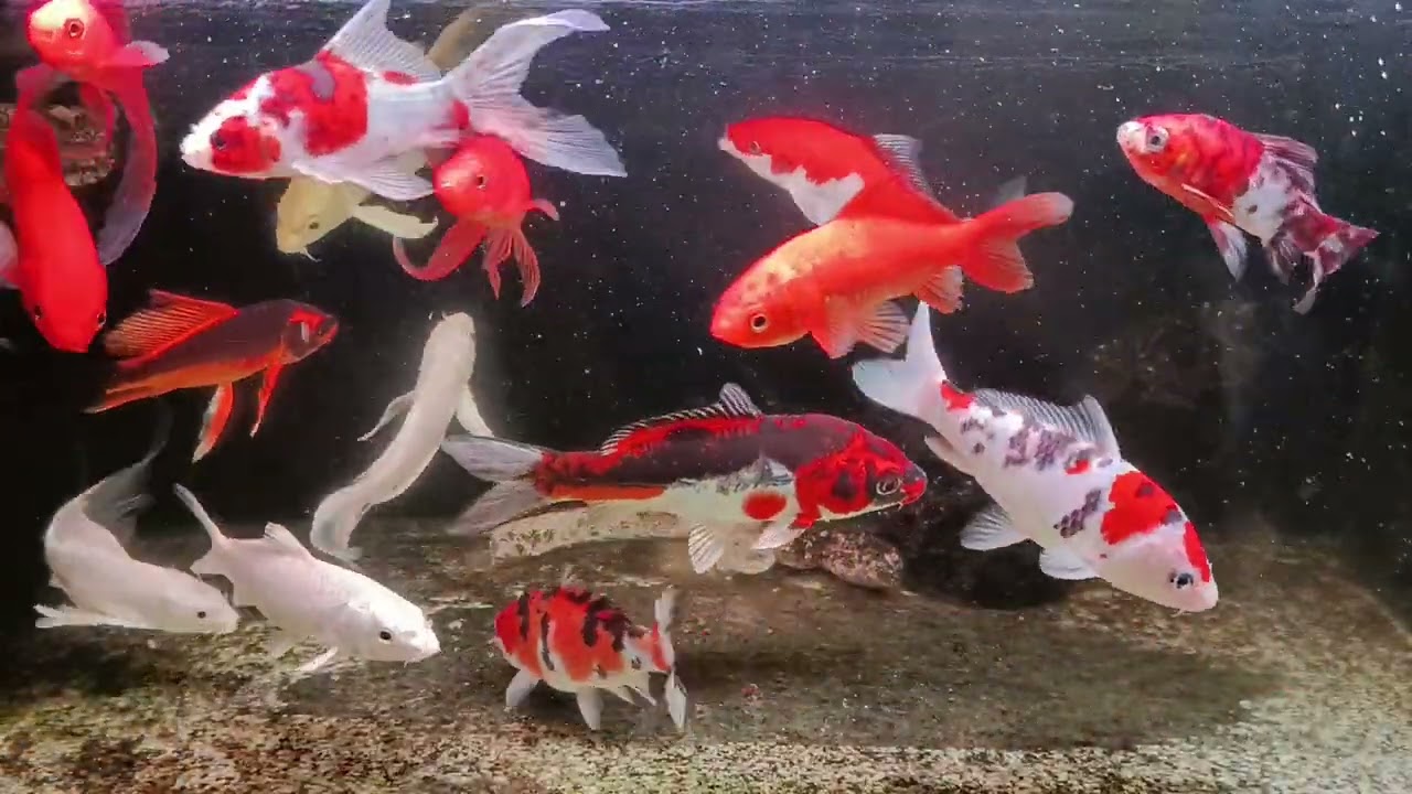 Unboxing Ikan Hias Warna Warni, Ikan Mas Koki, Ikan Oscar, Ikan Cupang, Ikan Lele, Ikan Glofish