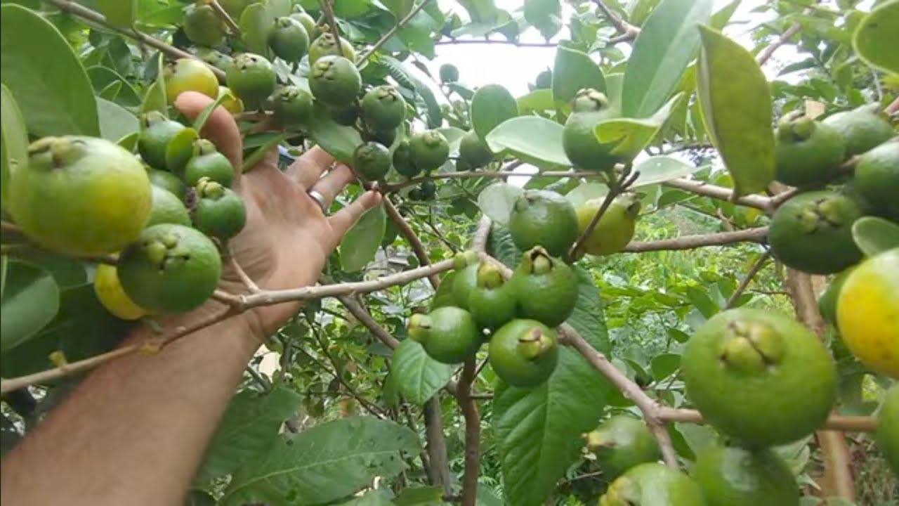 frutíferas produzindo em vaso graviola jabuticaba cajá pinha atemoia pitanga bananinha (feliz 2024)