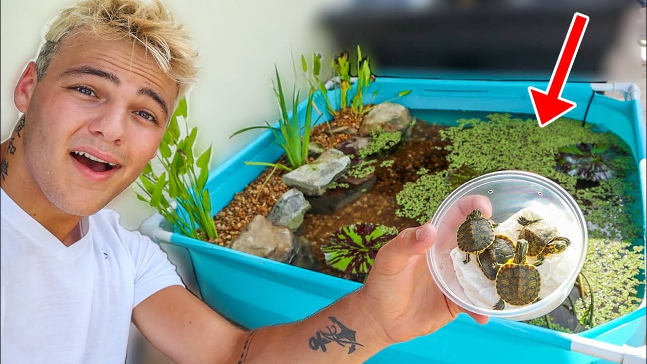 WORLDS smallest DIY BACKYARD TURTLE POOL POND!!!