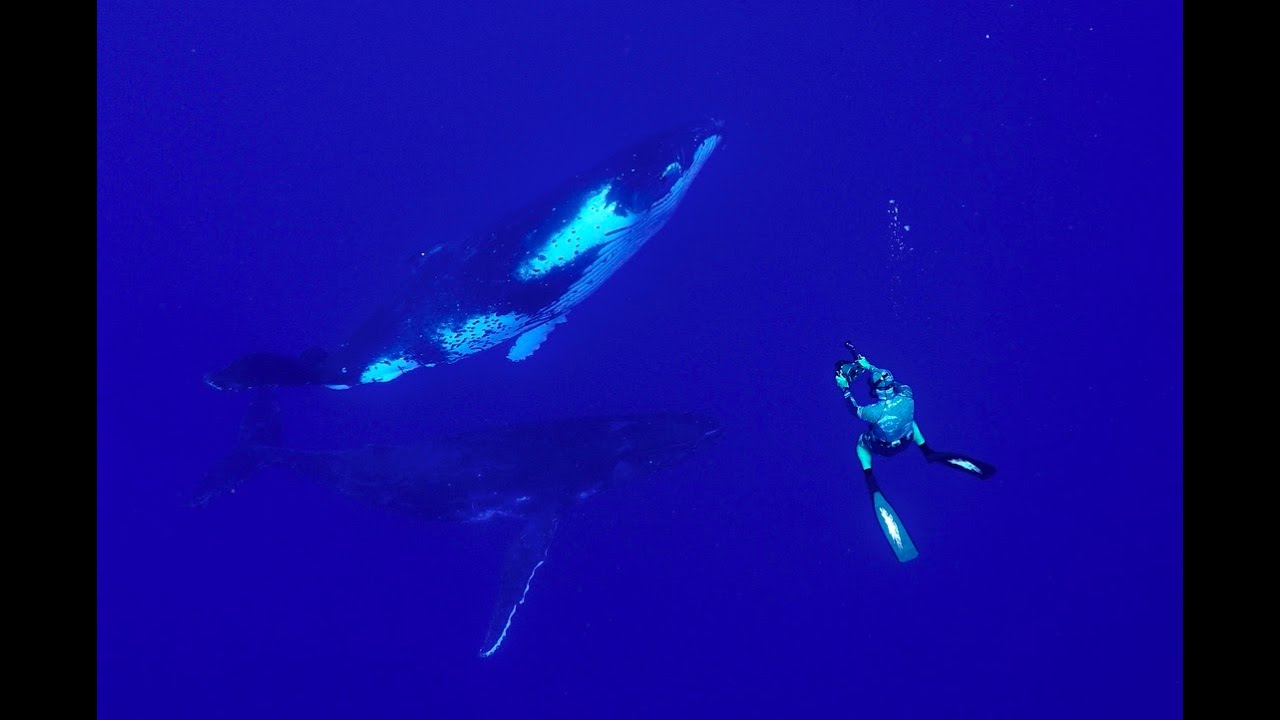 Humpback Whales, Mother and calf with people