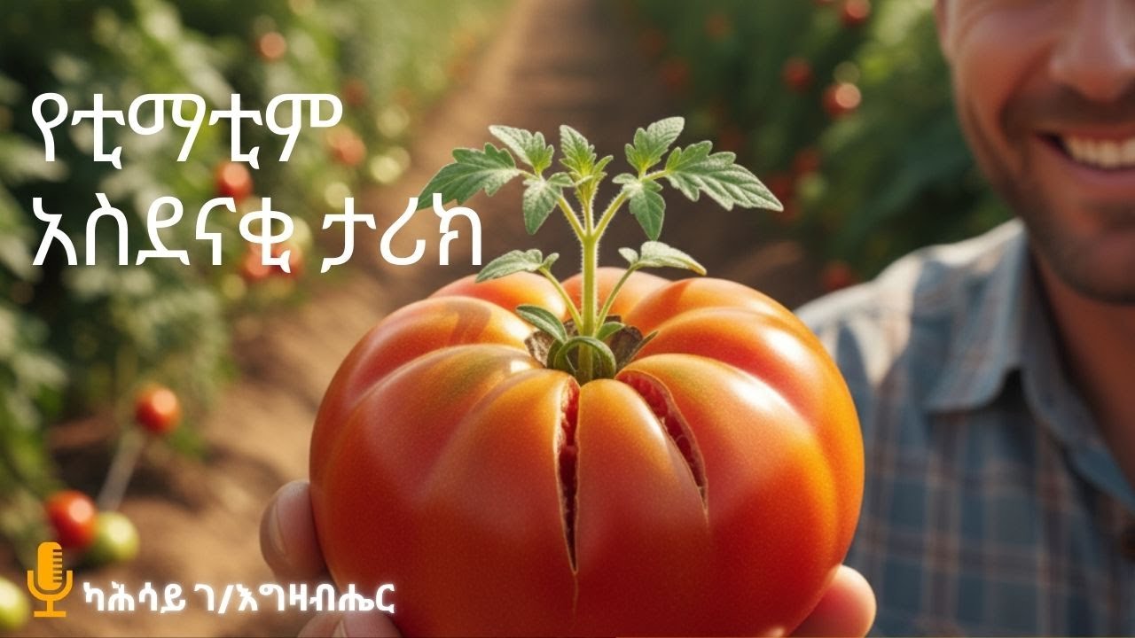 የቲማቲም እና የአልጋ አስደናቂ ታሪክ