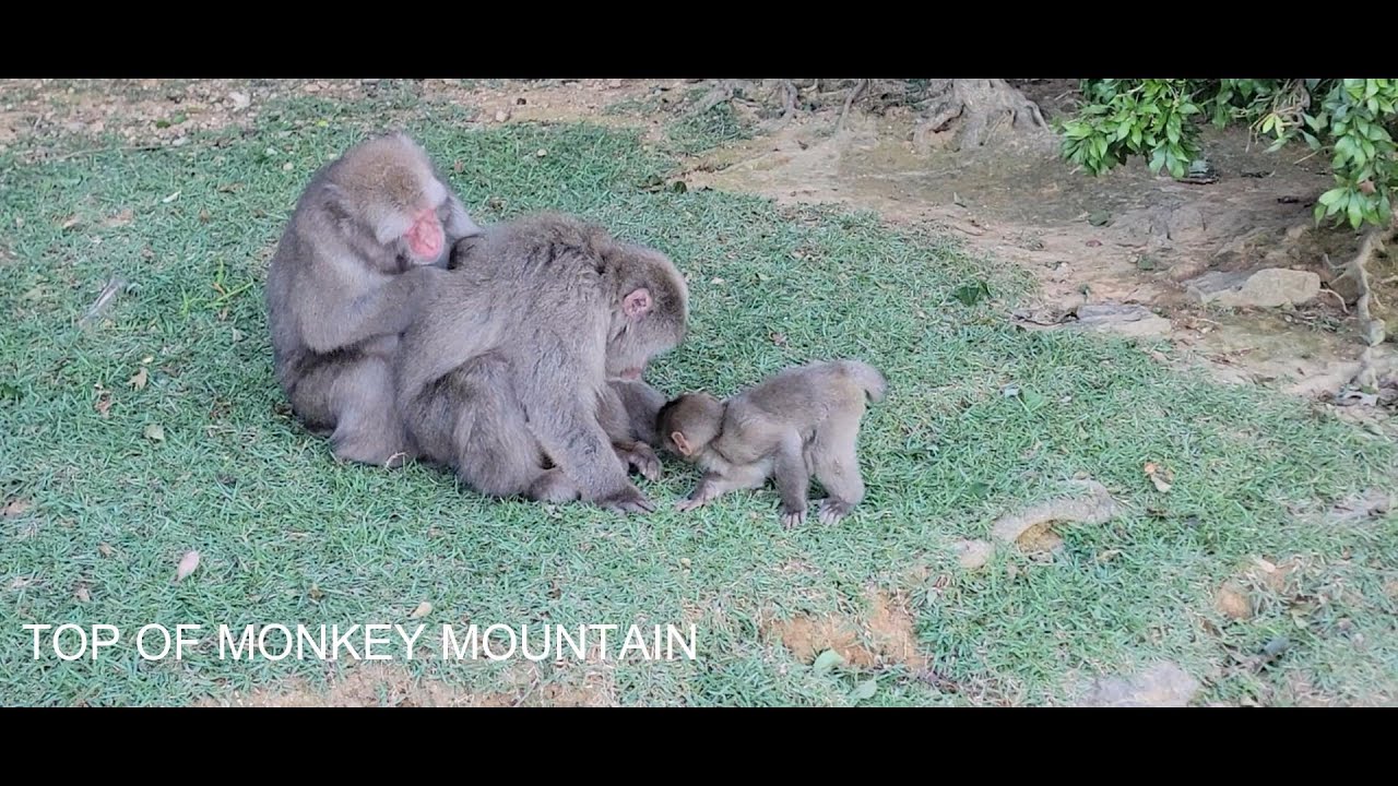 MONKEY MONTAIN IWATAYAMA KYOTO