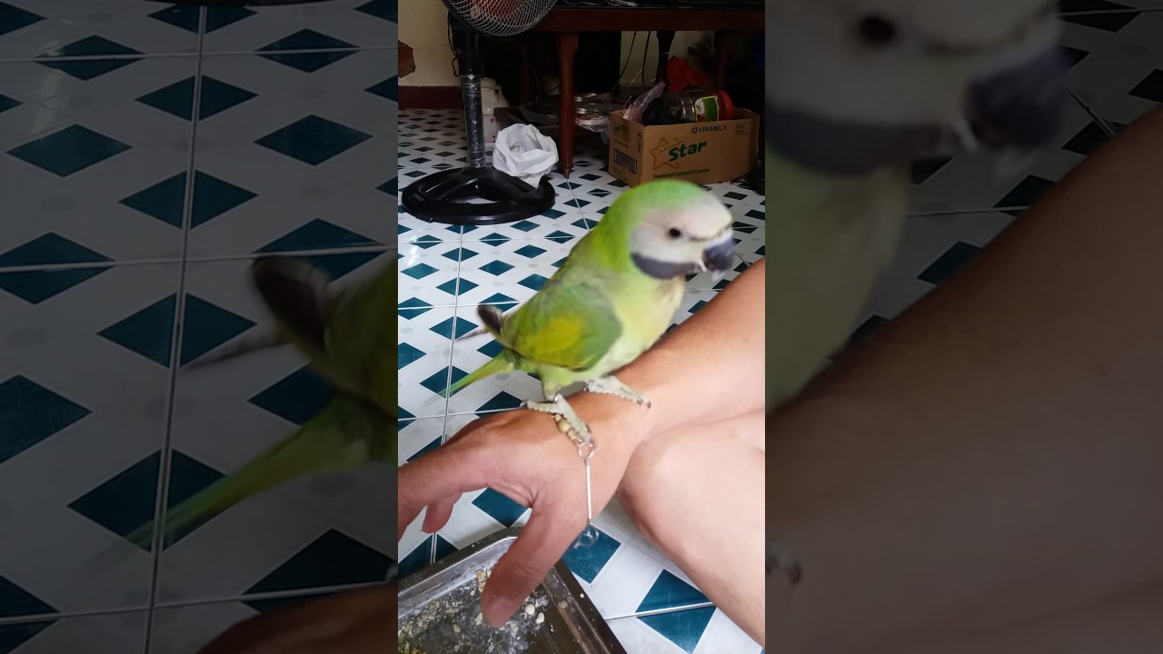 Vẹt Ngực Hồng N&oacute;i Nhiều