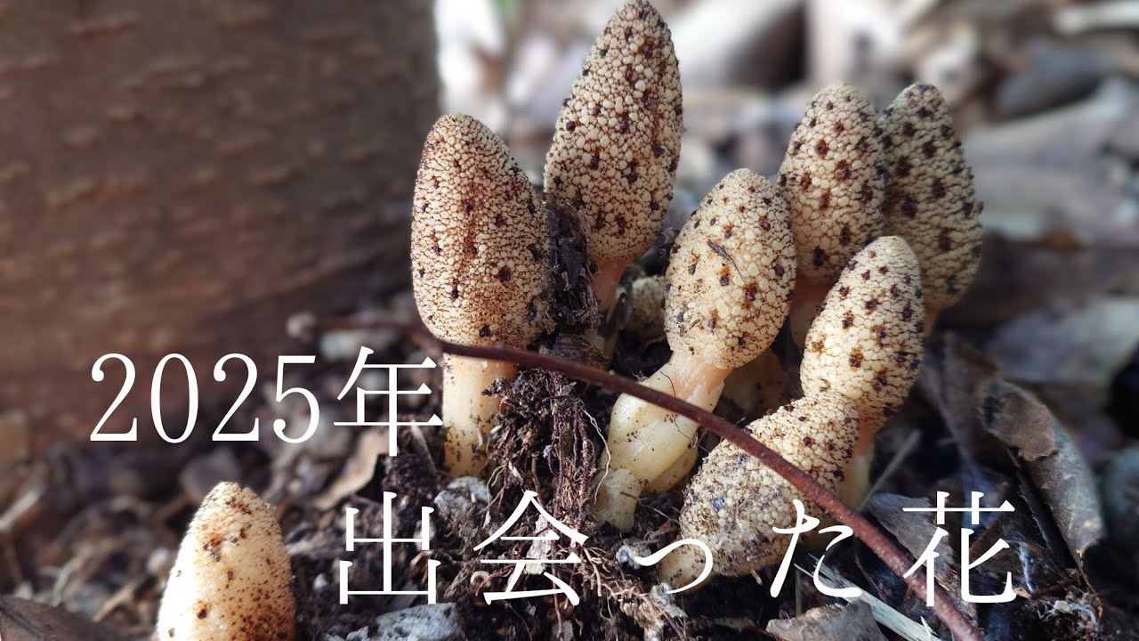 【毎日のなかの今日】2025年出会った花