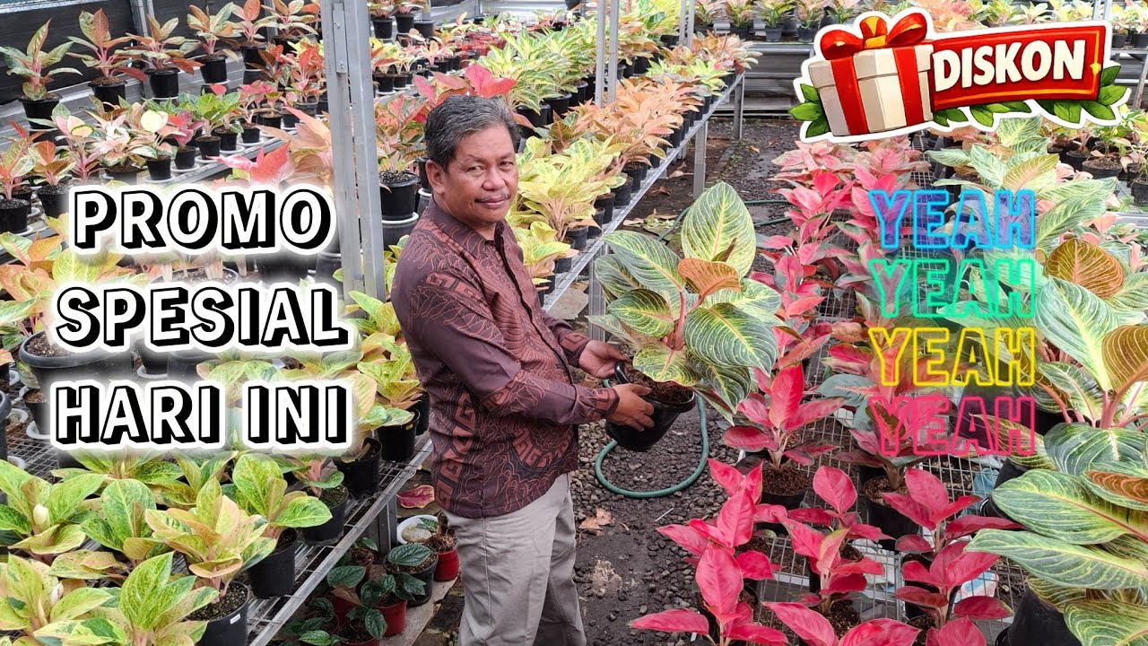 KESEMPATAN BAIK BUAT NAMBAH KOLEKSI !! PAS MOMENNYA !!