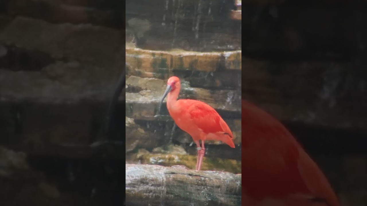 Burung Flamingo dan ikan Koi (2)