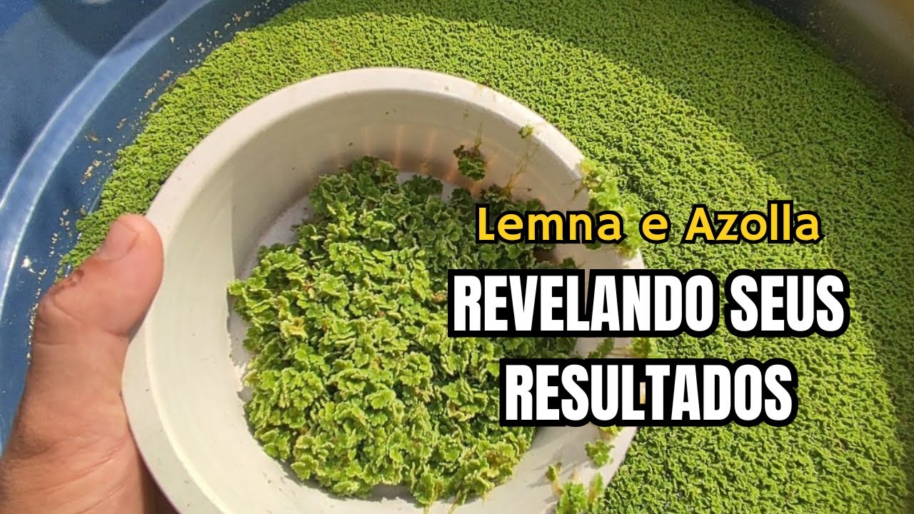 O RESULTADO DA REPRODUÇÃO DE LEMNA E AZOLLA