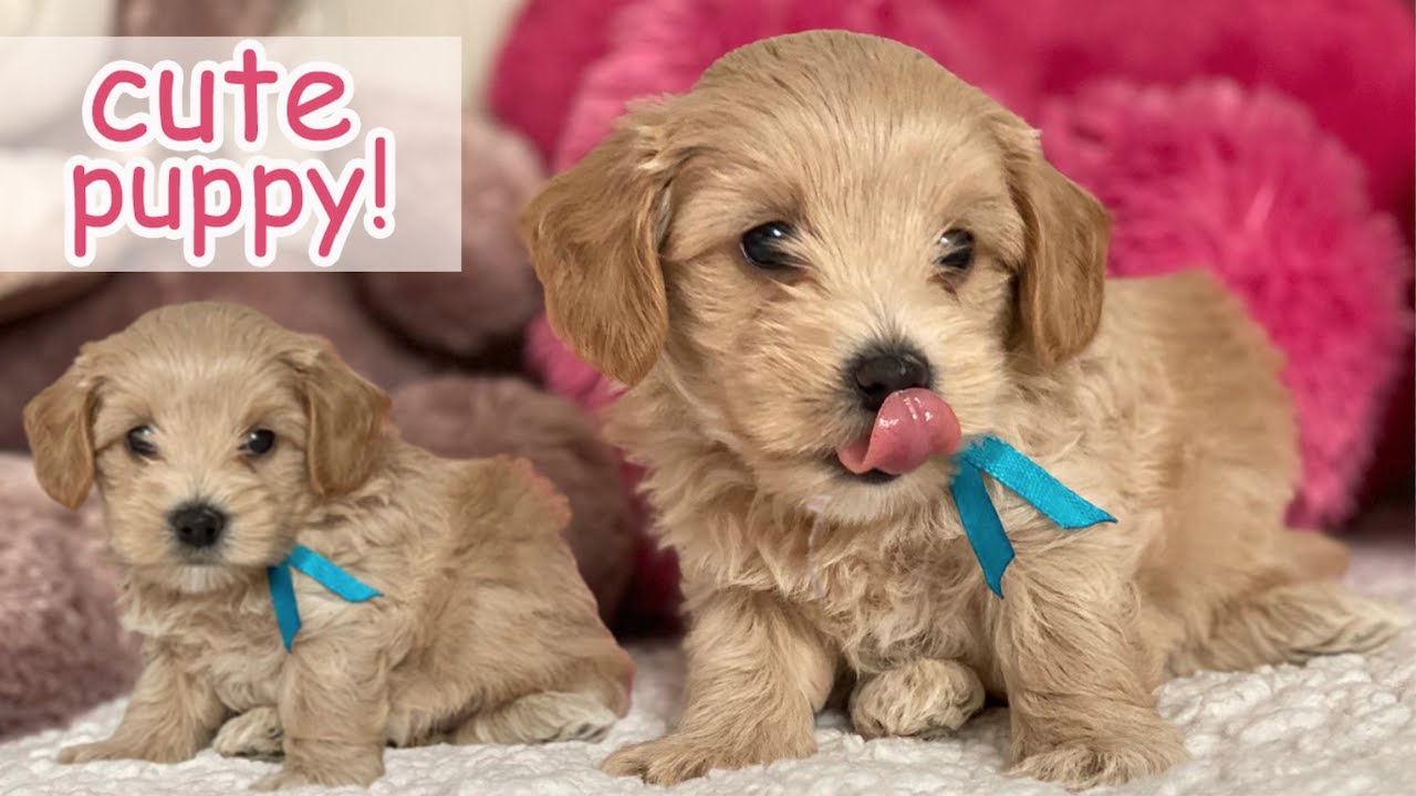 Maltipoo Puppy Cutest Moments | Dog Puppy Compilation