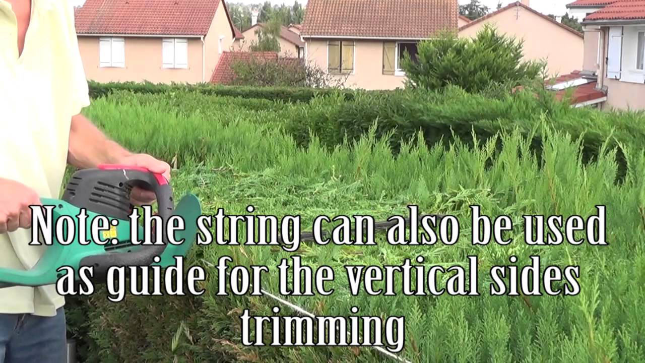How to trim/cut a hedge straight