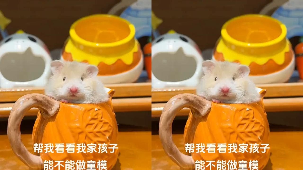孩子长这样可以当童模吗？不玻璃心！ #金丝熊 #仓鼠