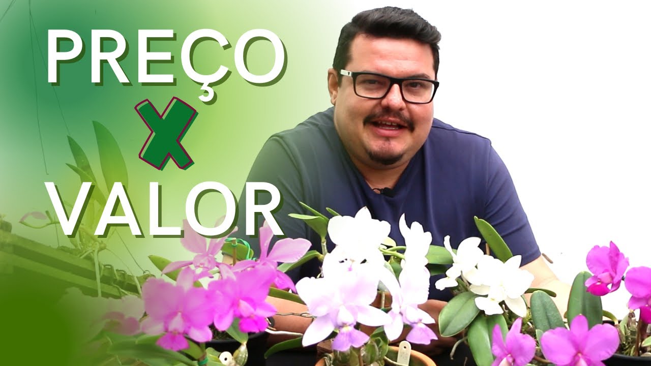 Preço e Valor das Orquídeas