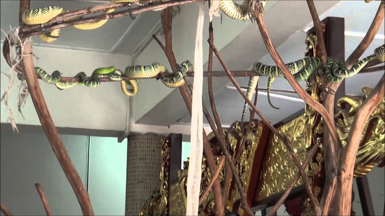 SNAKE TEMPLE, BAYAN LEPAS, PENANG ISLAND, MALAYSIA, JAN 15, 2014