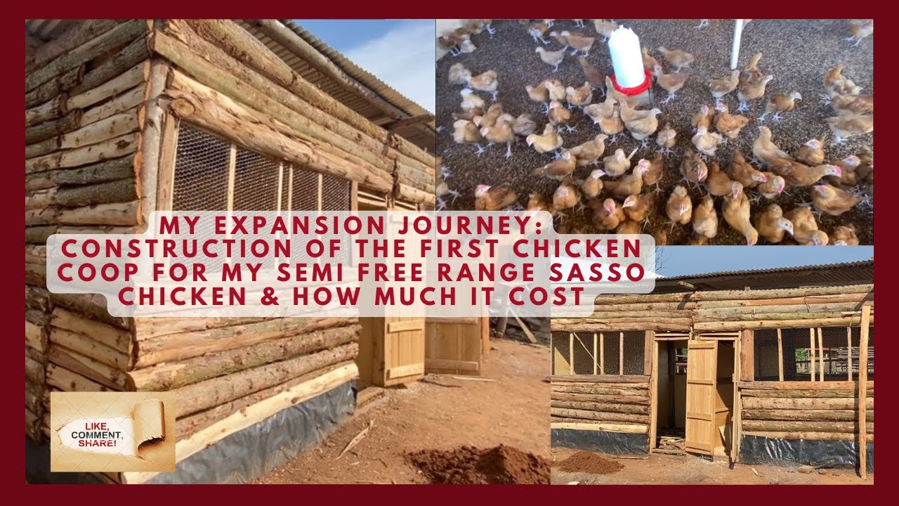 My Expansion Journey:My First Sasso Chicken Coop & How Much it Cost #sassochicken