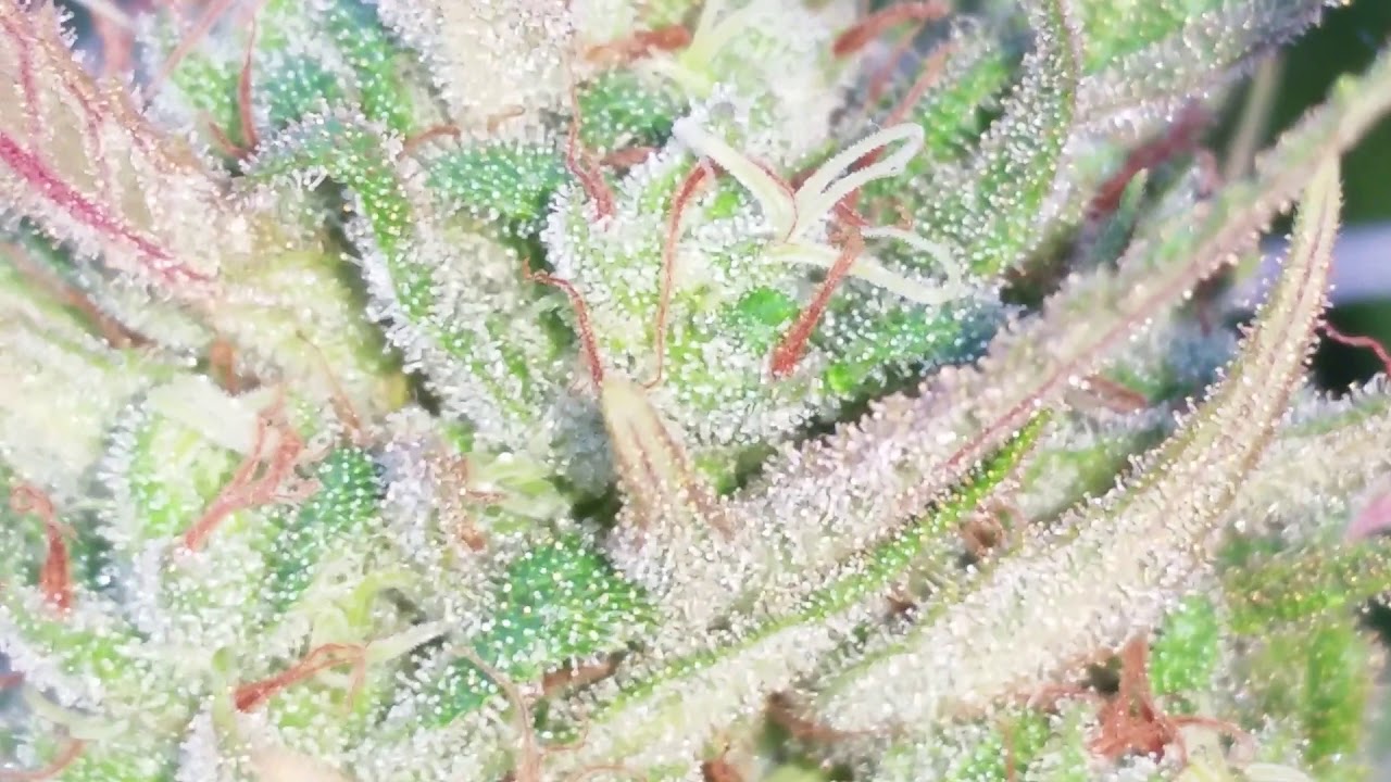 Close-up Bud Shots (part 3 of 10)