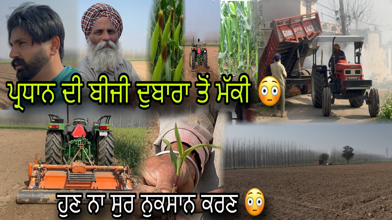 ਅੱਜ ਬਿਜਤੀ ਪ੍ਰਧਾਨ ਦੀ ਦੁਬਾਰਾ ਤੋਂ ਮੱਕੀ 