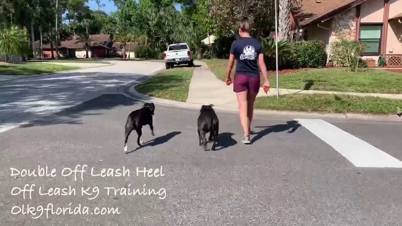 4 Year Old Jack Russell/Pit Mix “LuLu” | Daytona Dog Trainers | Central Florida Dog Trainers