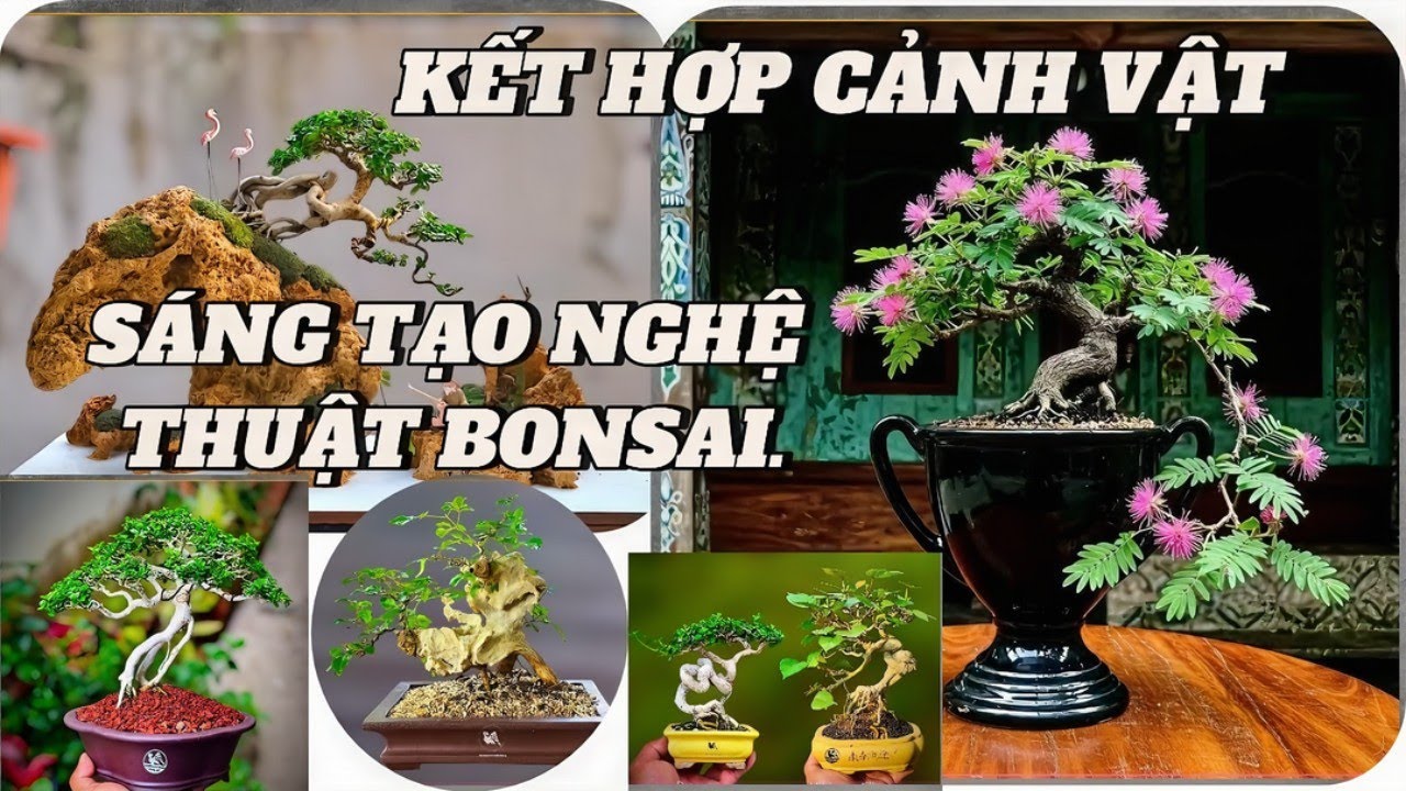 Sự kết hợp của cảm xúc và cảnh vật thảo luận ngắn về việc sáng tạo quan niệm nghệ thuật bonsai#art