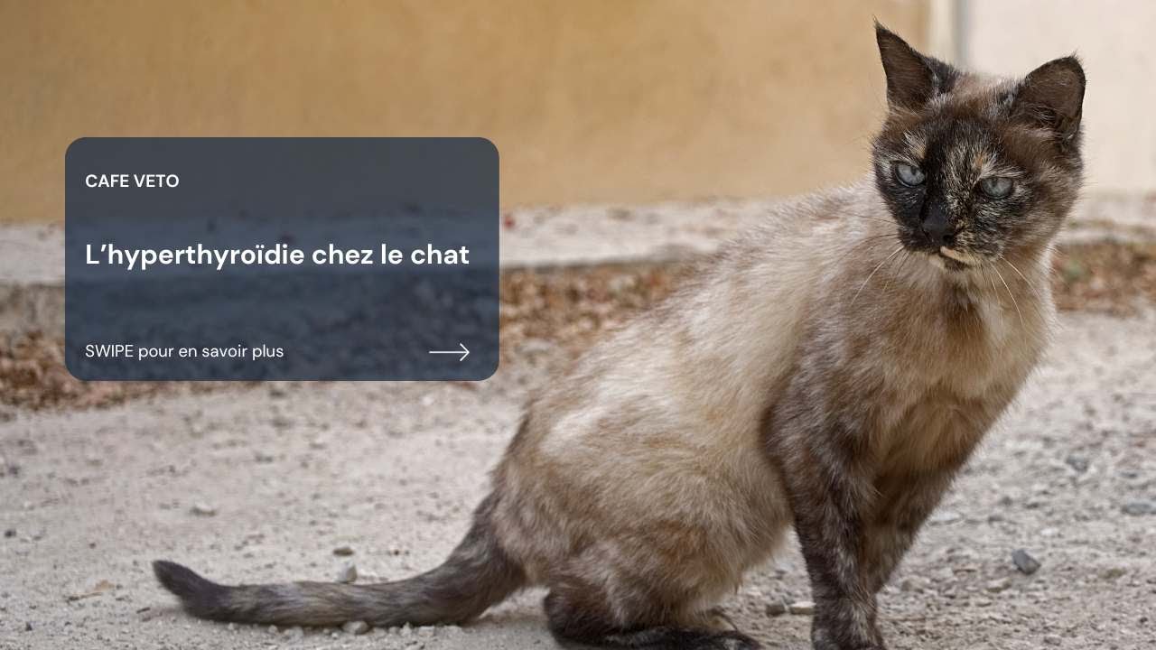Café véto - l'hyperthyroïdie chez le chat